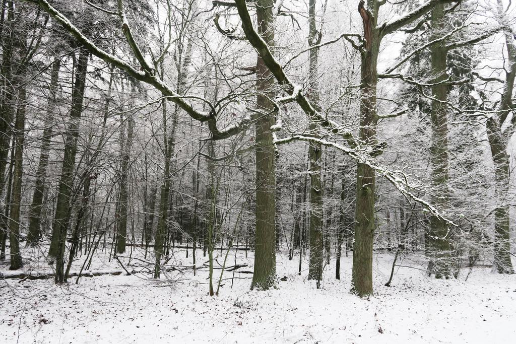 Hostal Cztery Pory Roku Białowieża Exterior foto