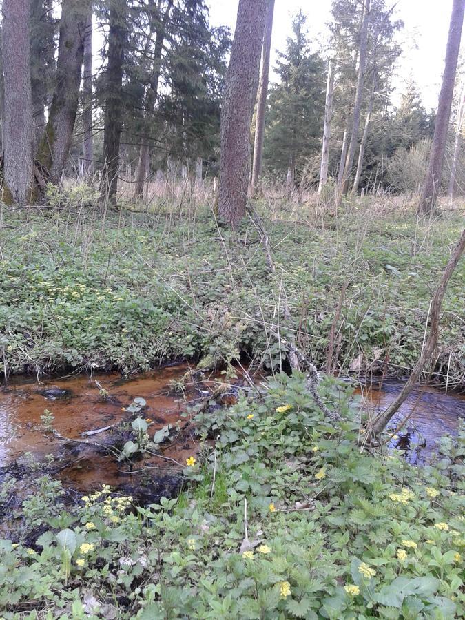 Hostal Cztery Pory Roku Białowieża Exterior foto